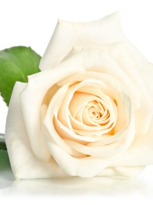 rose isolated on white background